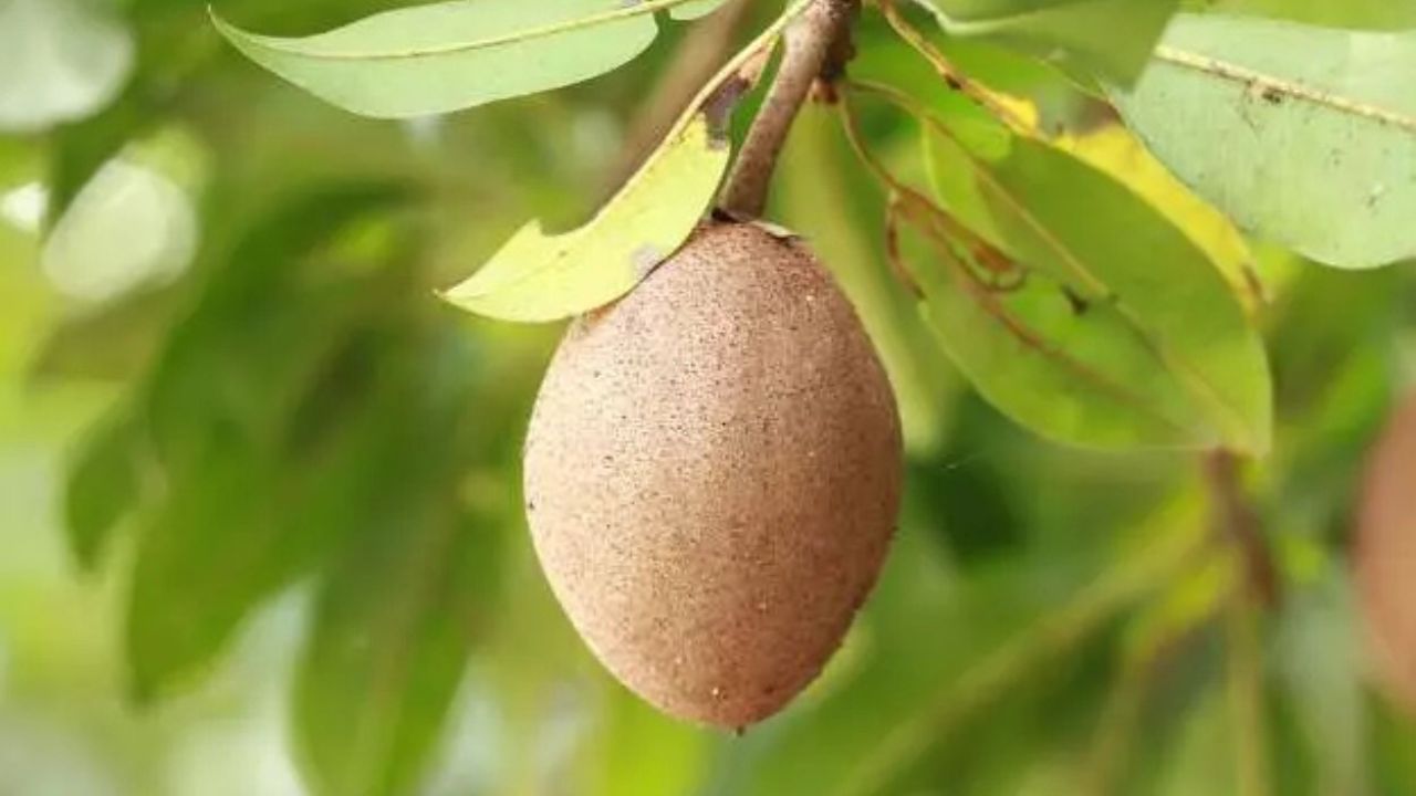 Chikoo Benefits: क्या चीकू हड्डियों को मजबूत बनाता है? जानिए इस फल के छुपे फायदे