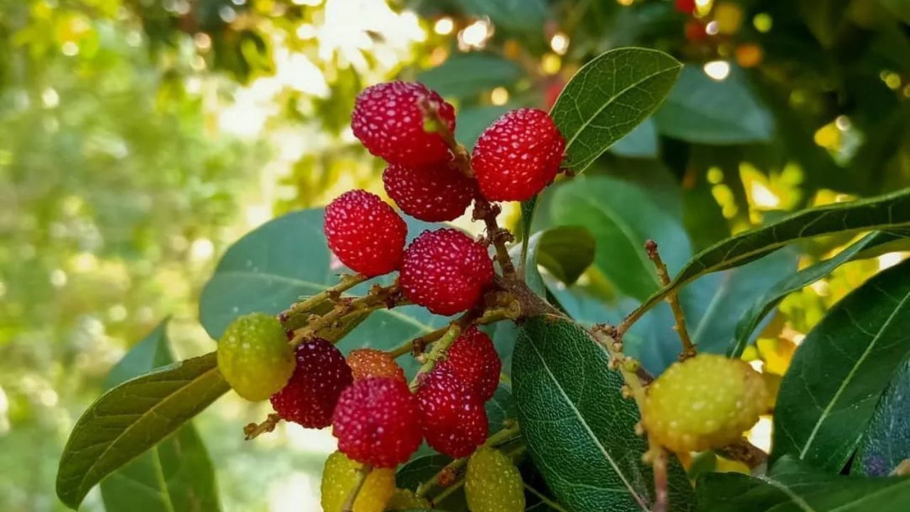 Benefits of Kafal: सिर्फ दो महीने मिलता है यह अनमोल फल जानिए क्यों हर पहाड़ी करता है इसका इंतजार