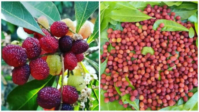 Benefits of Kafal: सिर्फ दो महीने मिलता है यह अनमोल फल जानिए क्यों हर पहाड़ी करता है इसका इंतजार