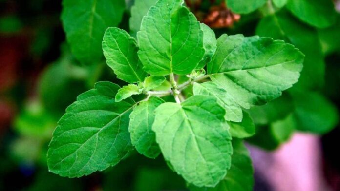 Tulsi Ke Fayde: तुलसी के 5 पत्ते बदल सकते हैं आपकी ज़िंदगी! जानिए कैसे करती है हर रोग का इलाज