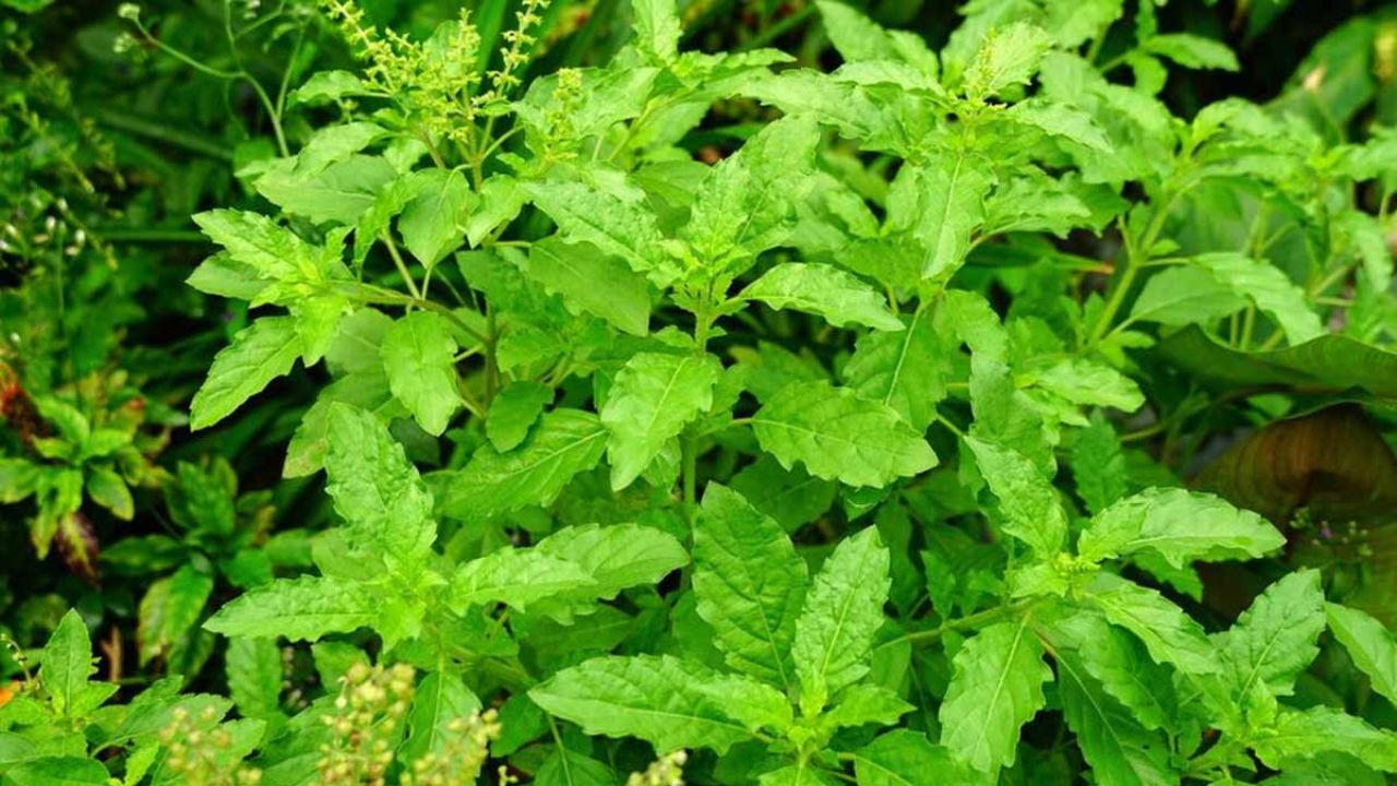 Tulsi Ke Fayde: तुलसी के 5 पत्ते बदल सकते हैं आपकी ज़िंदगी! जानिए कैसे करती है हर रोग का इलाज