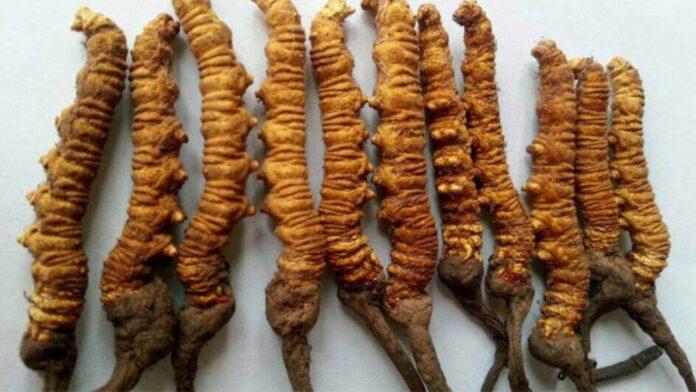 Caterpillar fungus: आधी कीड़ा आधी जड़ी कैसे बनी ये हिमालय की जड़ी बूटियों की रानी जानिए इसका रहस्य