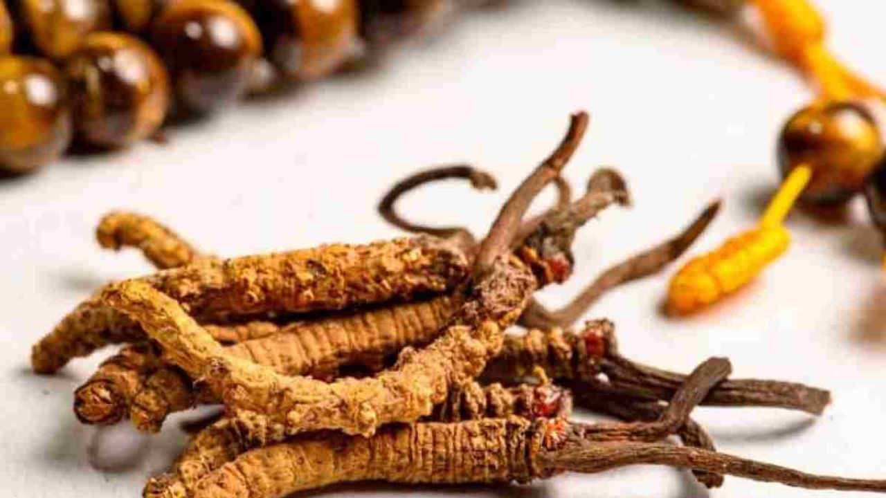 Caterpillar fungus: आधी कीड़ा आधी जड़ी कैसे बनी ये हिमालय की जड़ी बूटियों की रानी जानिए इसका रहस्य