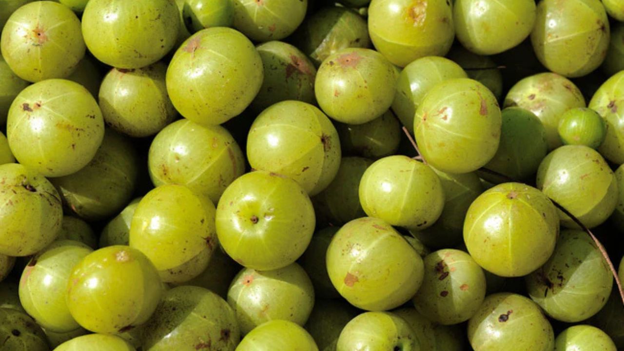 Amla Benefits: आंवला खाने का सही तरीका और मात्रा! जानिए सेहत से जुड़े चमत्कारी फायदे