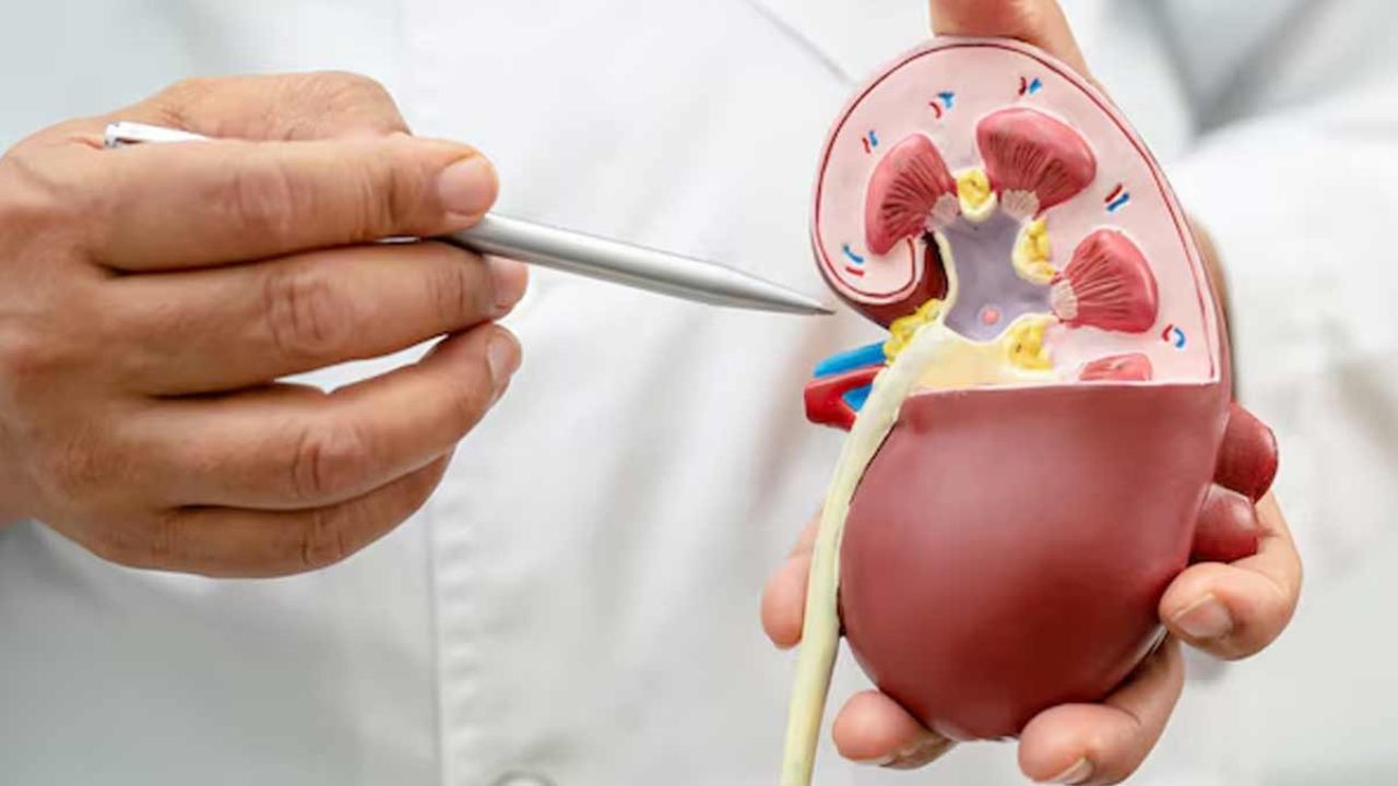 Healthy Kidney: थकावट, सूजन और पेशाब का बार-बार आना? हो सकती है किडनी की तबाही की पहली दस्तक