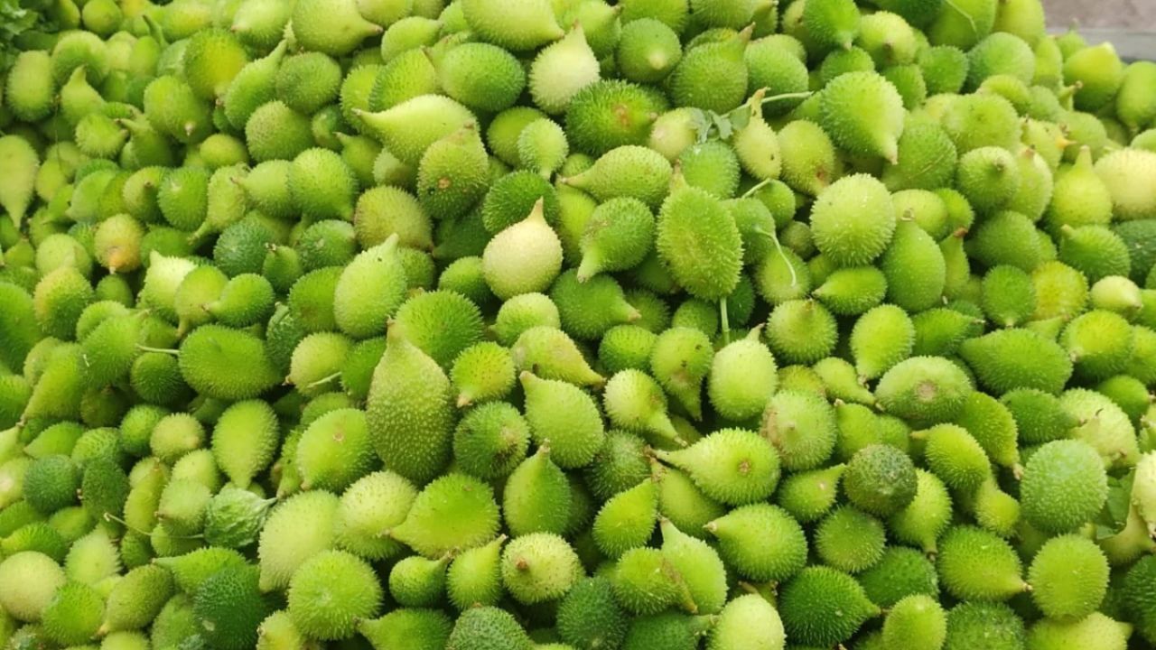 Benefits of Kakora: करेले से भी ज्यादा ताकतवर है ककोरा, स्वाद भी जबरदस्त और सेहत के फायदे गजब!