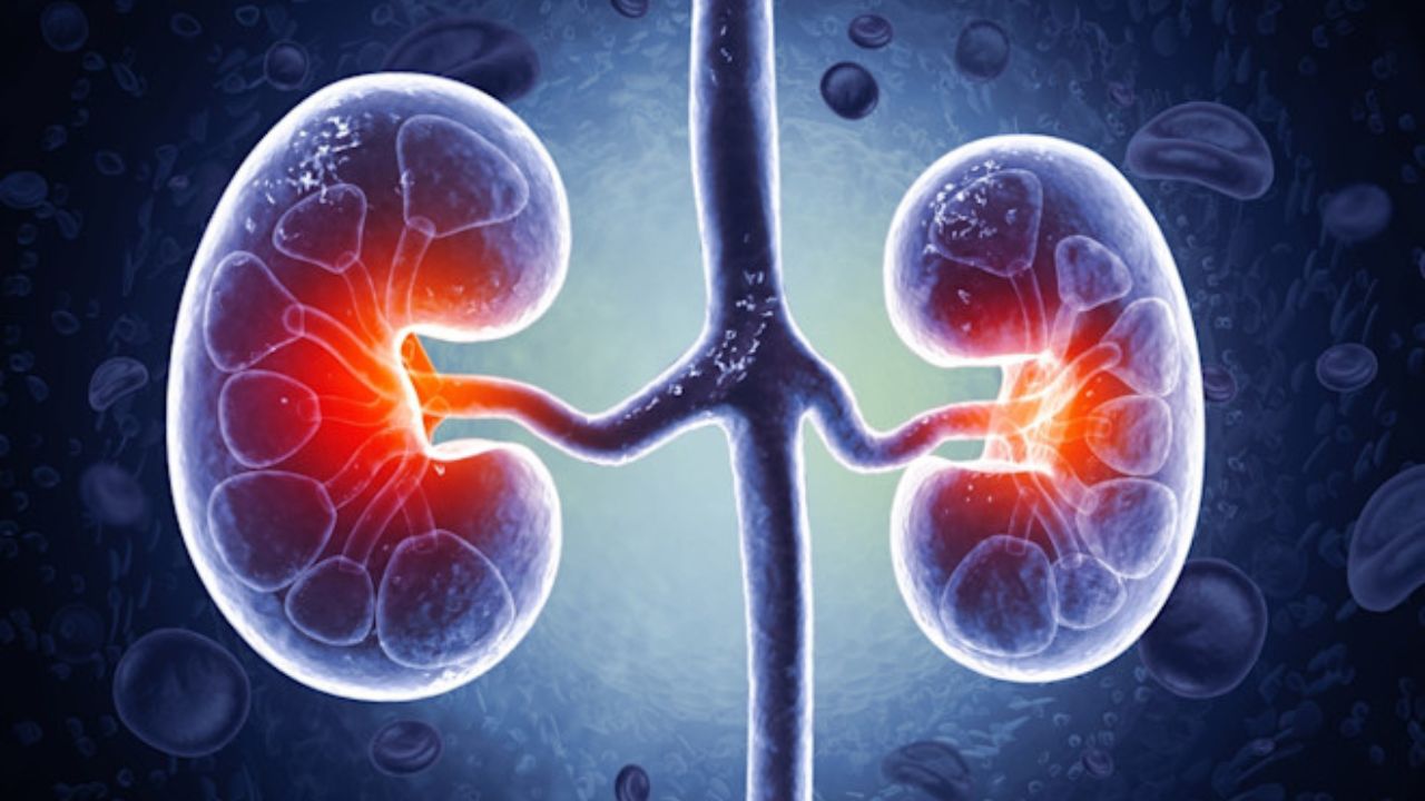 Kidney Damage: हाई बीपी और शुगर मिलकर बना रहे हैं मौत की सीढ़ी, किडनी हो रही है खत्म