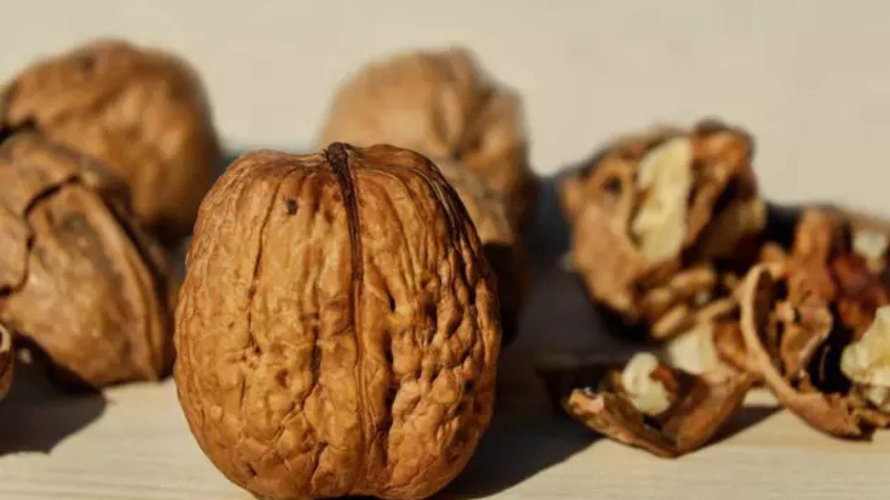 Benefits of Walnut: स्वस्थ दिल और तेज दिमाग के लिए रोज़ खाएं अखरोट! जानिए इसके चमत्कारी फायदे