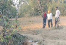 बिजली कंरट से बाघ की मौत