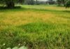 धान में लग रही बीमारी से किसानों की चिंता बढ़ी