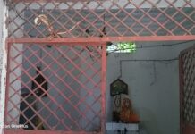 कुड़वा कॉलोनी के शिव मंदिर में पिछले चार दिनों से नाग सांप का डेरा
