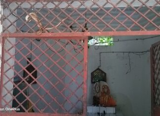 कुड़वा कॉलोनी के शिव मंदिर में पिछले चार दिनों से नाग सांप का डेरा
