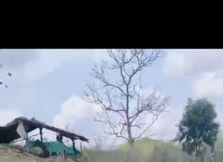 राहर की फसल के बीच फल-फूल रही थी गांजे की खेती, बरगी पुलिस की कार्यवाही